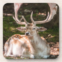 Photohirsch unter den Wäldern