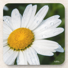 Photomargerite mit dem Tau des Morgens Untersetzer