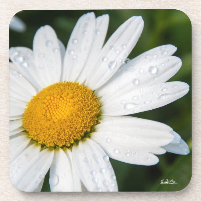 Photomargerite mit dem Tau des Morgens Untersetzer (Vorderseite)