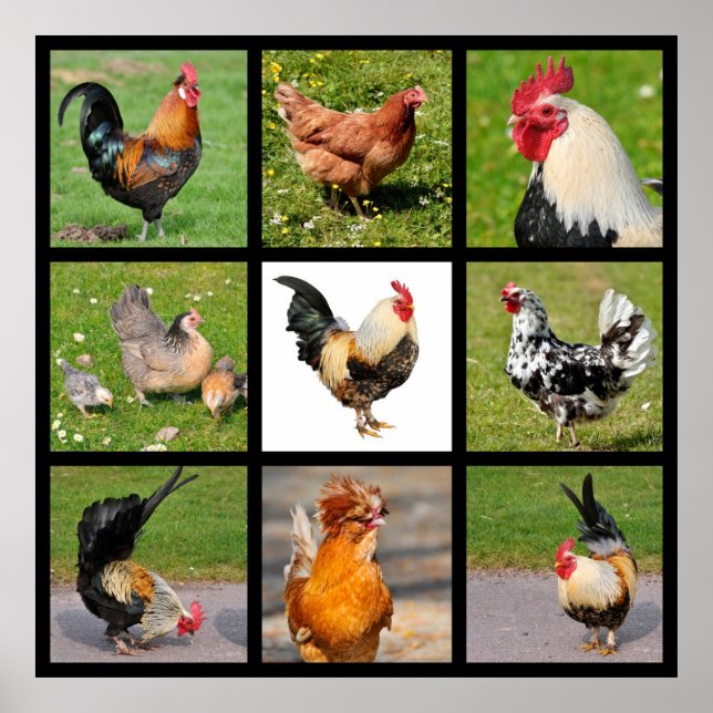 Photos mosaic of roosters and hens poster (Vorne)