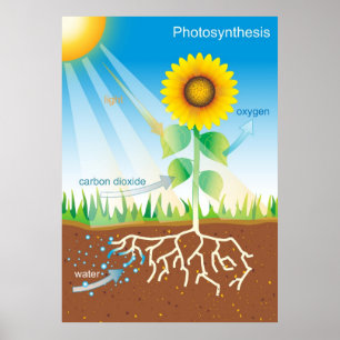 Photosynthese Poster