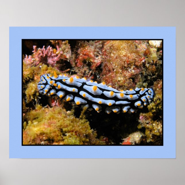 Phyllidia varicosa poster (Vorne)