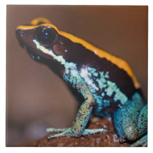 Phyllobates vittatus, ein Giftpfeiffrosch Fliese