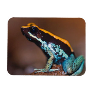 Phyllobates vittatus, ein Giftpfeiffrosch Magnet