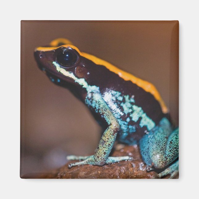 Phyllobates vittatus, ein Giftpfeiffrosch Magnet (Vorne)