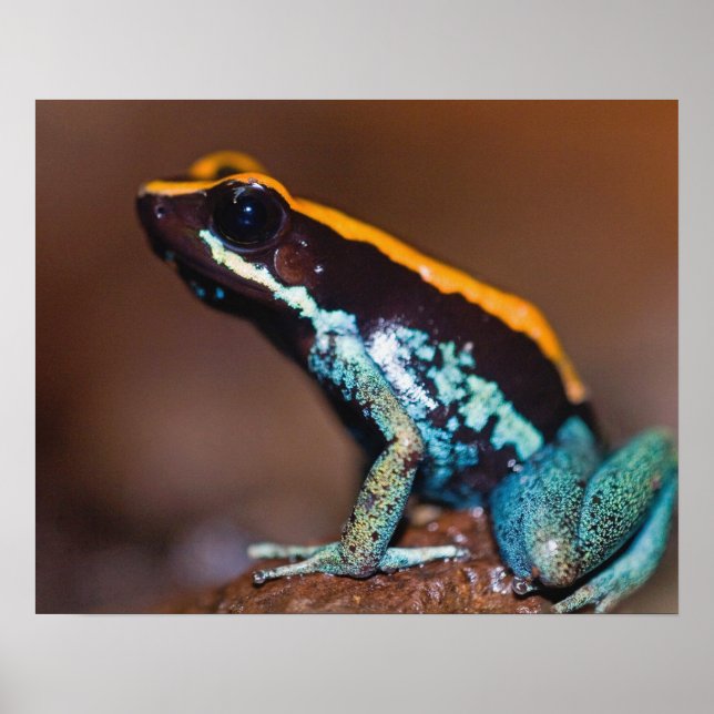 Phyllobates vittatus, ein Giftpfeiffrosch Poster (Vorne)
