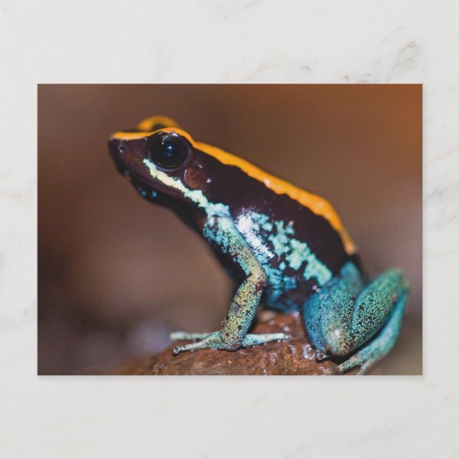 Phyllobates vittatus, ein Giftpfeiffrosch Postkarte (Vorderseite)