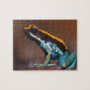 Phyllobates vittatus, ein Giftpfeiffrosch Puzzle