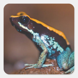 Phyllobates vittatus, ein Giftpfeiffrosch Quadratischer Aufkleber