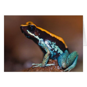 Phyllobates vittatus, ein Pfeilgiftfrosch