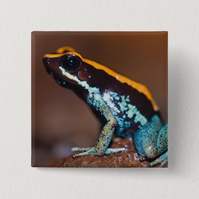 Phyllobates vittatus, ein Pfeilgiftfrosch Button (Vorderseite)