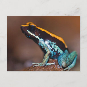 Phyllobates vittatus, ein Pfeilgiftfrosch Postkarte