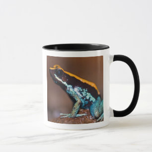 Phyllobates vittatus, ein Pfeilgiftfrosch Tasse