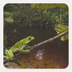 Phyllomedusa bicolor) 2 quadratischer aufkleber