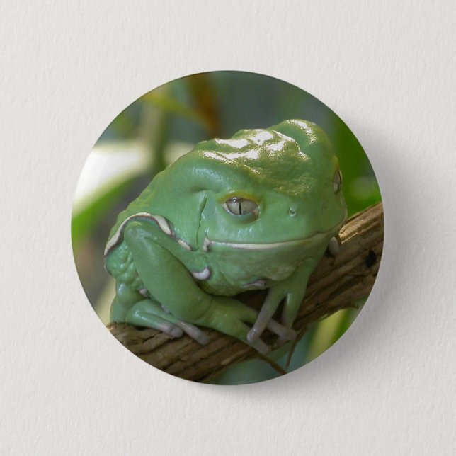 Phyllomedusa sauvagii button (Vorderseite)