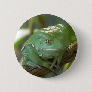 Phyllomedusa sauvagii button