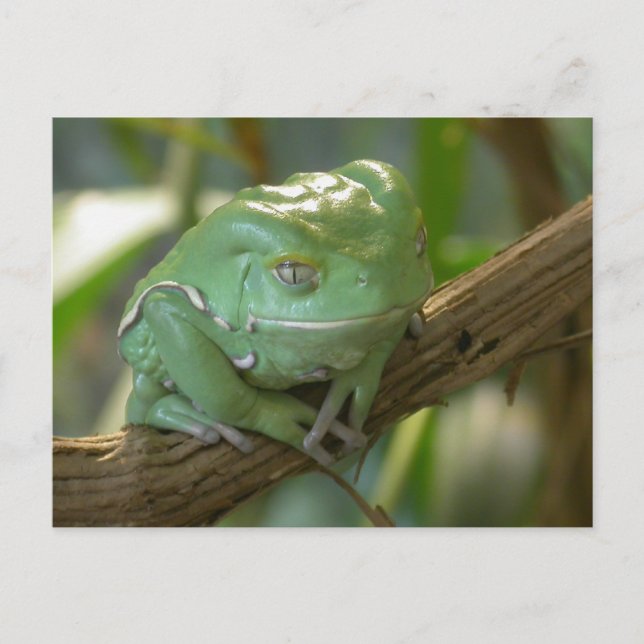 Phyllomedusa sauvagii postkarte (Vorderseite)