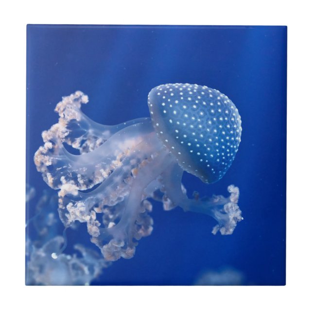 Phyllorhiza Punctata Fliese (Vorderseite)