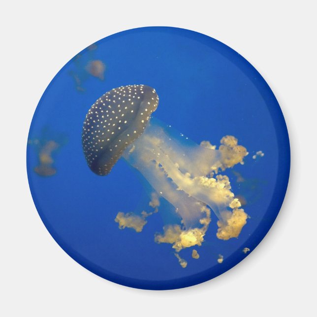 Phyllorhiza punctata magnet (Vorne)