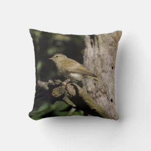 Phylloscopus collybita kissen