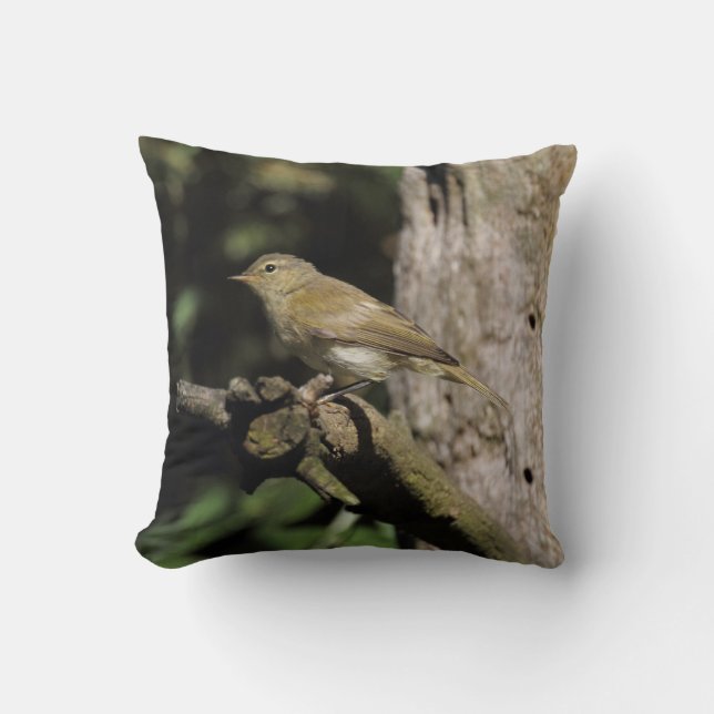 Phylloscopus collybita kissen (Vorderseite)