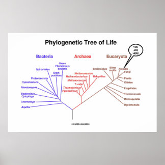 Phylogenetischer Baum des Lebens, den Sie hier sin Poster