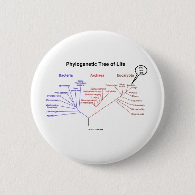 Phylogenetischer Baum des Lebens - Sie sind hier Button (Vorderseite)