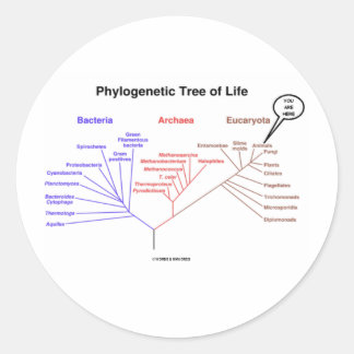 Phylogenetischer Baum des Lebens - Sie sind hier Runder Aufkleber