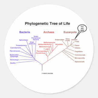 Phylogenetischer Baum des Lebens - Sie sind hier Runder Aufkleber