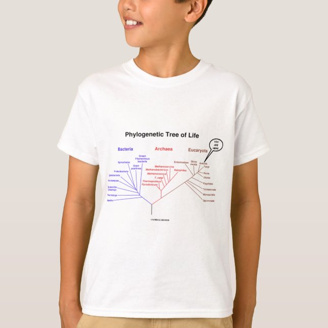 Phylogenetischer Baum des Lebens - Sie sind hier T-Shirt (Vorderseite)