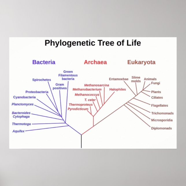 Phylogenetischer Baum Poster (Vorne)