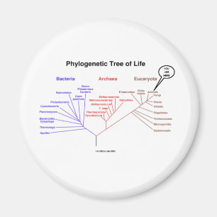 Phylogenetischer Baum - Sie sind hier (Biologie) Magnet