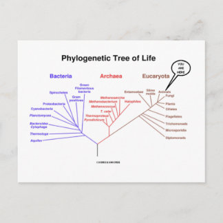 Phylogenetischer Baum - Sie sind hier (Biologie) Postkarte