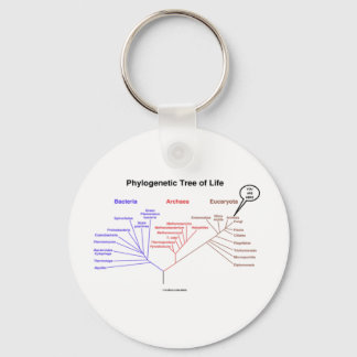 Phylogenetischer Baum - Sie sind hier (Biologie) Schlüsselanhänger