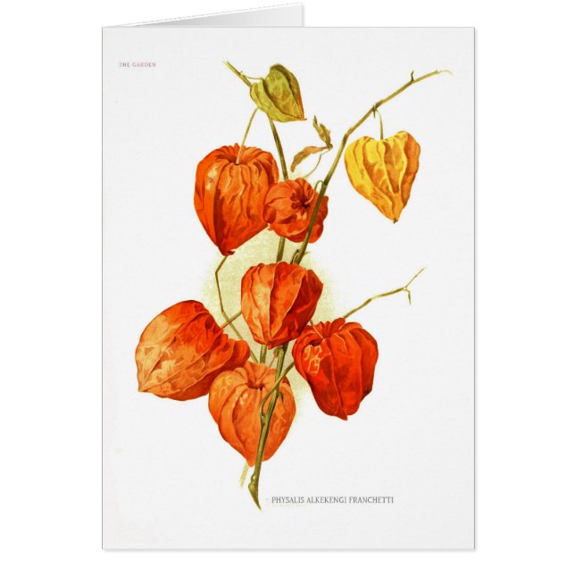 Physalis alkekengi franchetti (Vorne)