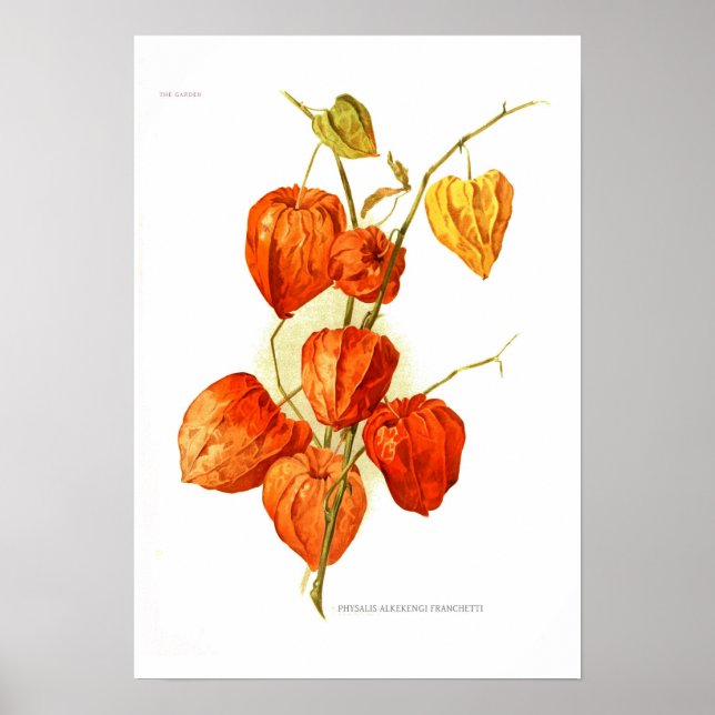 Physalis alkekengi franchetti poster (Vorne)
