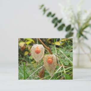 Physalis alkekengi postkarte