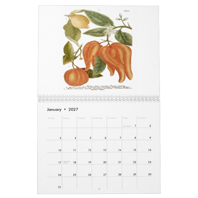 Phytanthoza Iconographia Kalender (Jan 2027)