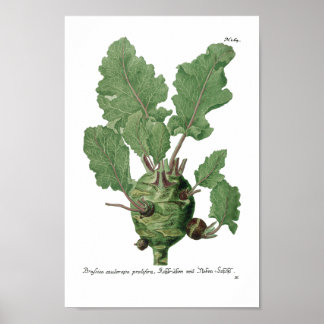 Phytanthoza Iconographia N265 Poster