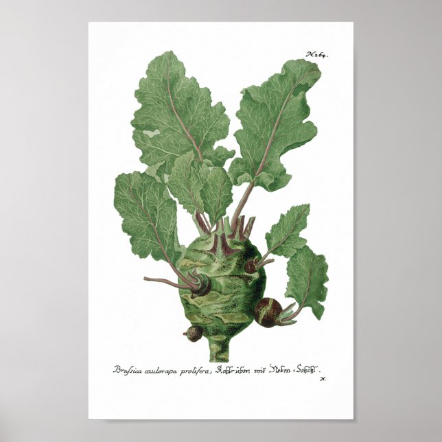 Phytanthoza Iconographia N265 Poster (Vorne)