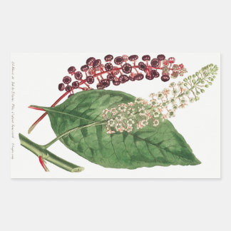 Phytolacca Decandra (American Pokeweed) (1806) Rechteckiger Aufkleber