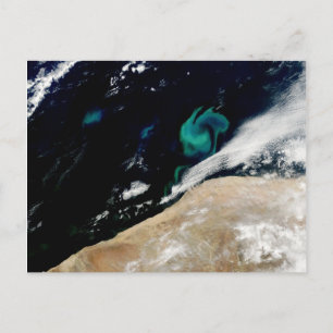 Phytoplankton blüht aus Namibia Postkarte