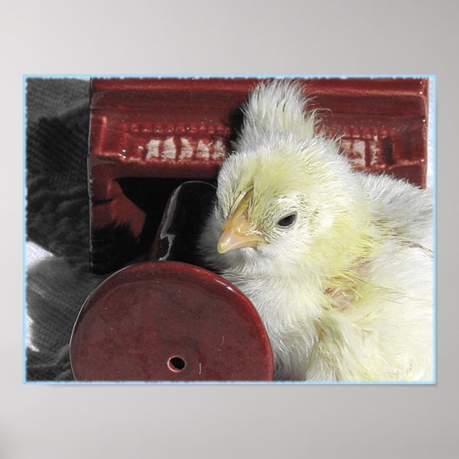 Piano Chick Poster (Vorne)