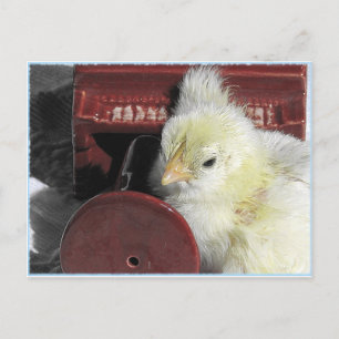 Piano-Hühnchen im Vintage-Look Foto Postkarte