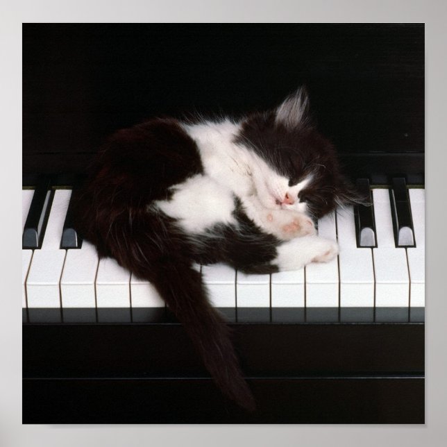 Piano Kitten Poster (Vorne)