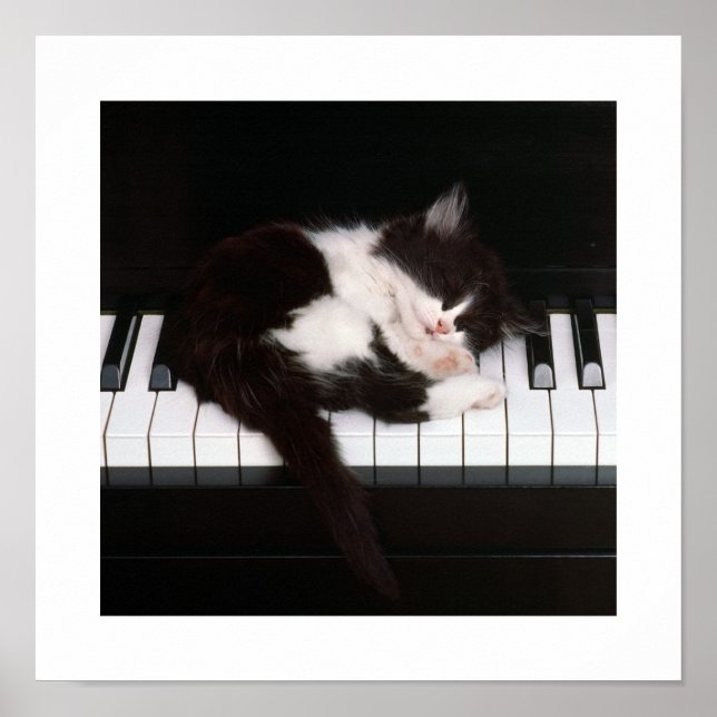 Piano Kitten Poster (Vorne)