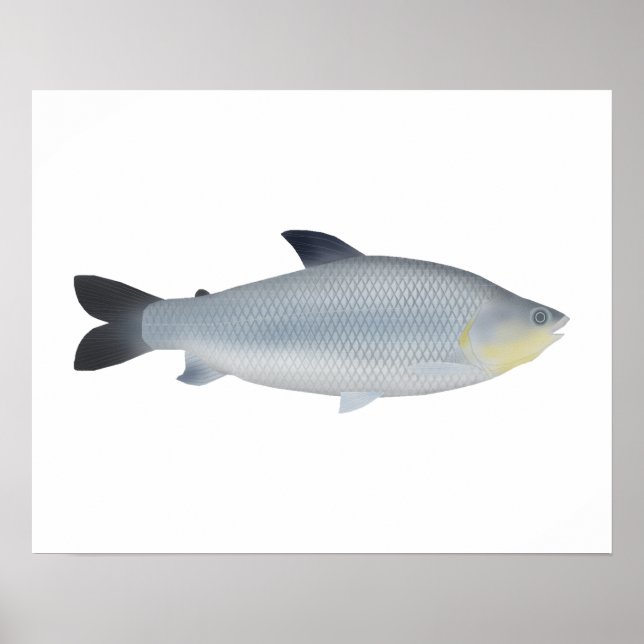 Piauçu Poster (Vorne)