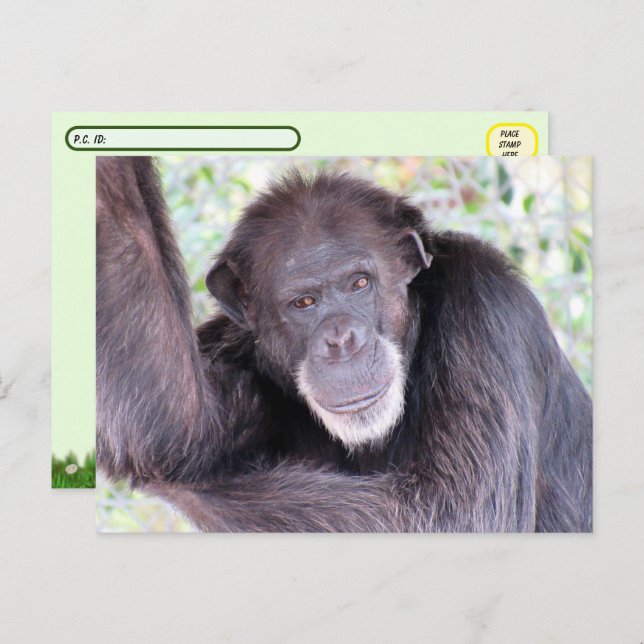 Pic von Chimpanzee nach der Kreuzung Postkarte (Vorne/Hinten)