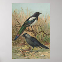 Pica pica Lycus monedula