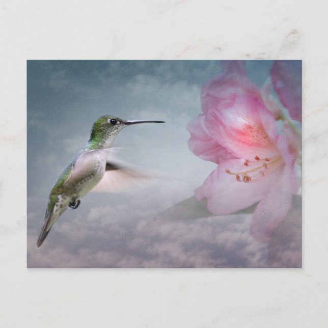 Picaflores Postkarte (Vorderseite)